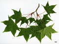 SpeciesSub: subsp. macropterum SpeciesSub: subsp. macropterum